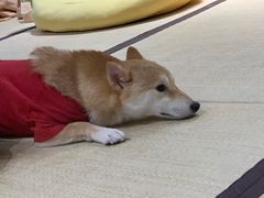 -逗柴咖啡屋·狗咖猫咖宠物桌游