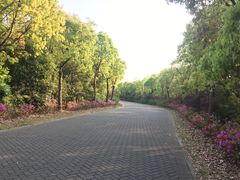 -上海海湾国家森林公园