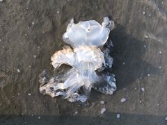 -万尾金滩