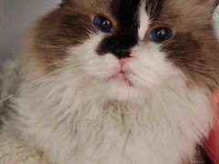 -纳吉亚猫专科动物诊疗中心(蒋宅口分院)