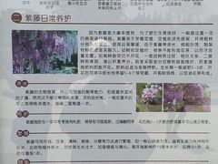 -嘉定紫藤园