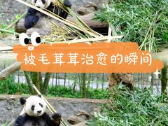 -都江堰景区