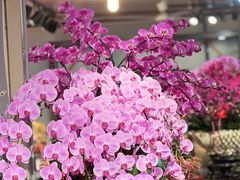 -双季花艺园艺市场(浦东店)