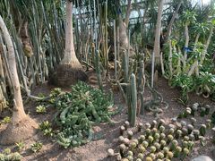 -南山植物园