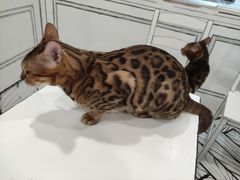 -白夜2D咖啡馆