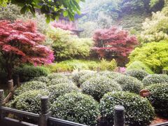 -十八棵（老龙井）御茶园(老龙井店)