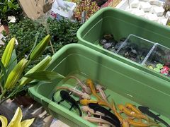 -循礼门鲜花花市(武汉循礼门店)