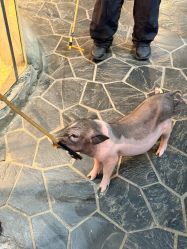 -Zoolung Zoolung动物主题公园(海信广场店)