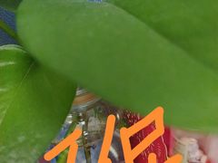 -曲阳花鸟市场(曲阳路店)