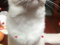 -东方名猫馆·英短金渐层布偶猫舍(环线广场1号楼店)