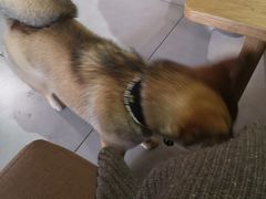 -柴务处·柴犬主题狗咖