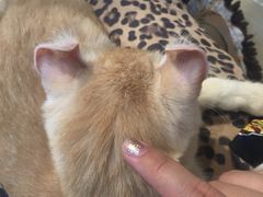 -momokira米努特·德文卷毛猫·棉花面纱犬