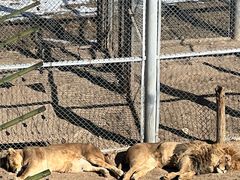 -青藏高原野生动物园