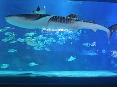 -烟台海昌鲸鲨海洋公园