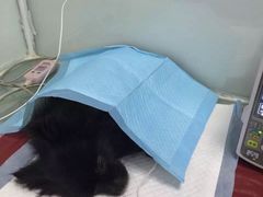 -佳怡动物医院·平价24小时·猫专科骨外科