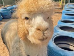 -莆田亚特湾水上乐园(原水上欢乐谷)