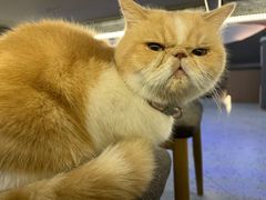 -喵园·猫主题咖啡厅·撸猫·猫咖(国贸店)