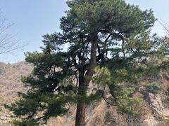 -秦岭终南山世界地质公园翠华山景区
