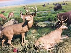 -陕西自然博物馆