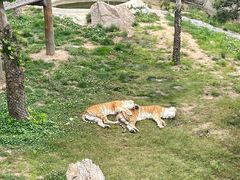 -西霞口神雕山野生动物世界