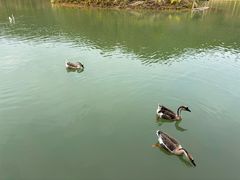 -广州白江湖森林公园