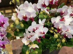 -双季花艺园艺市场(浦东店)