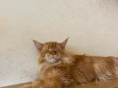 -猫腻·猫咖·撸猫馆(星光大道店)