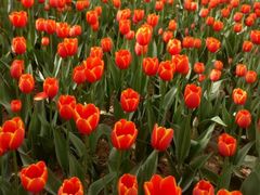 -洛阳郁金香牡丹园