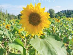 -贵阳市花溪国家城市湿地公园
