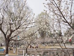 -国际非物质文化遗产博览园