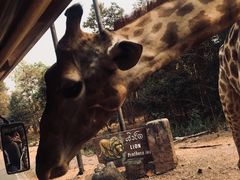 -清迈夜间动物园