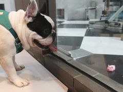 -Oh My Dog宠物沙龙(伊珊娜皮毛护理店)