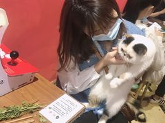 -猫色咖啡·猫咖
