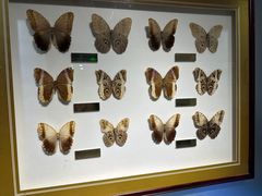 -上海昆虫博物馆