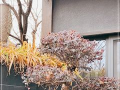 -诗经里