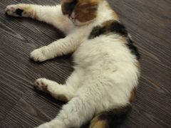 -猫岛主趣味餐厅(鼓浪屿店)