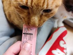 -唐小姐の私宠·宠物洗护美容·撸猫馆·购宠(周浦万达旗舰店)