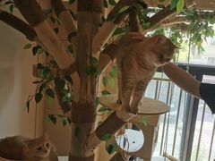 -唐小姐の私宠·宠物洗护美容·撸猫馆·购宠(周浦万达旗舰店)