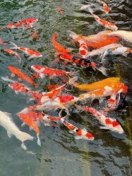 -扶摇阁旗袍|汉服造型工作室