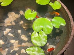 -曲水兰亭(北京四惠店)