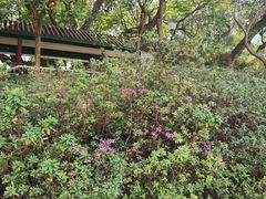 -九龙公园