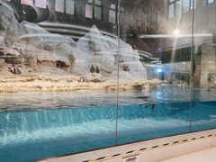 -帝企鹅自助餐厅•儿童岛•真企鹅(长隆企鹅酒店)