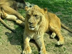 -北京野生动物园