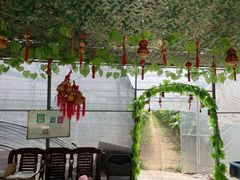 -马陆小张葡萄园农家乐