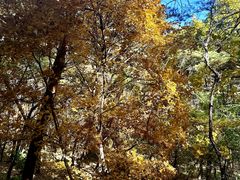 -帽儿山国家森林公园