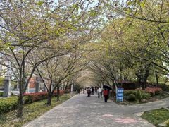 -高东镇樱花园