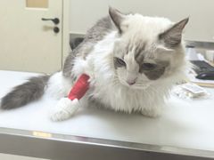 -爱妮康宠物医院·干细胞免疫细胞·肿瘤·心脏(张江店)