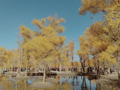 -金塔沙漠胡杨林景区