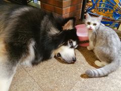 -more than meow吴止猫主题餐厅(承德 中船汇店)