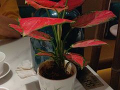 -上上席川菜(凯德乐峰广场店)